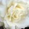 White_rose_thumb