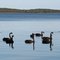 Swans_thumb