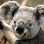 Koala_large