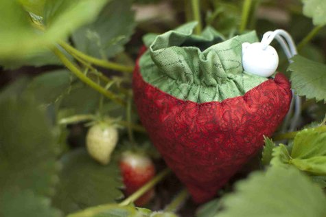 Strawberry_large