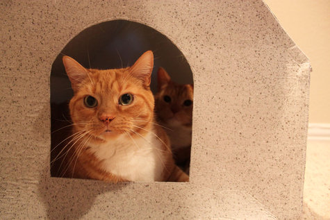 Cathouse5_large