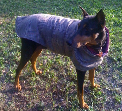 Doberman_large